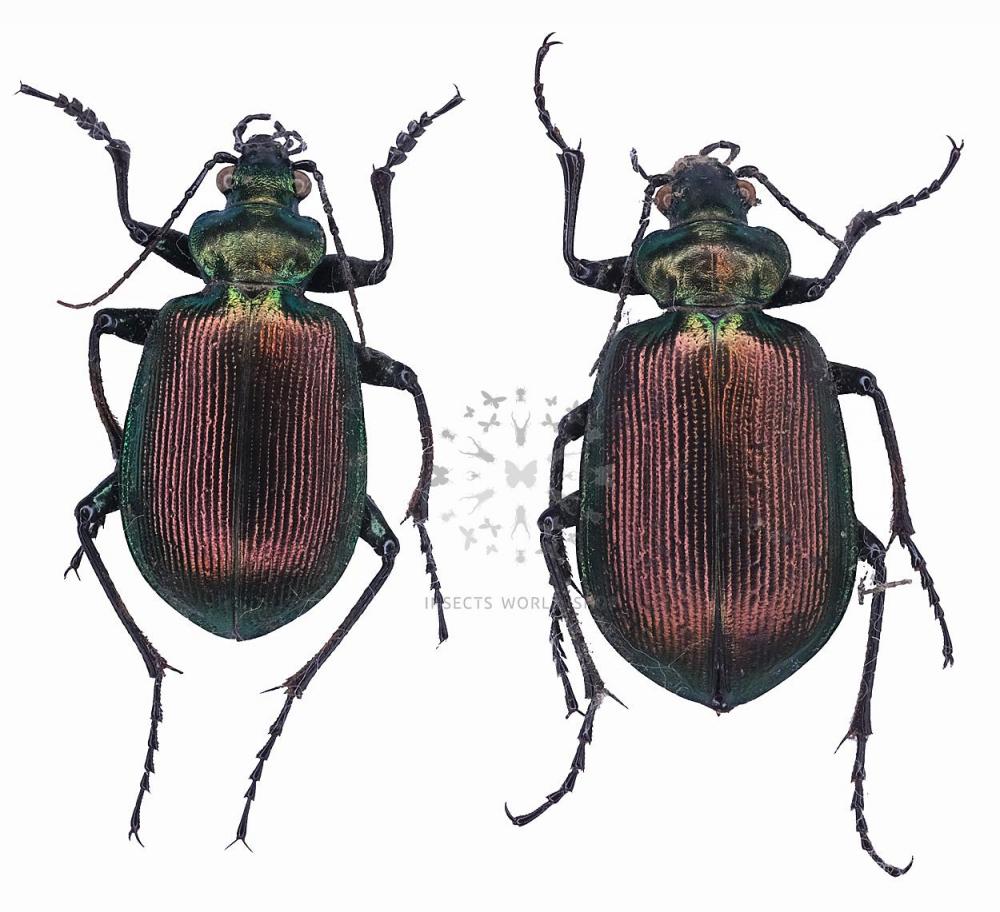 CALOSOMA OCEANICUM KLYNSTRAI - InsectsWorldShop - Vente d'insectes du monde