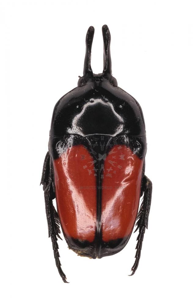 DICHEROS BICORNIS BICORNIS Vente d'insectes du monde