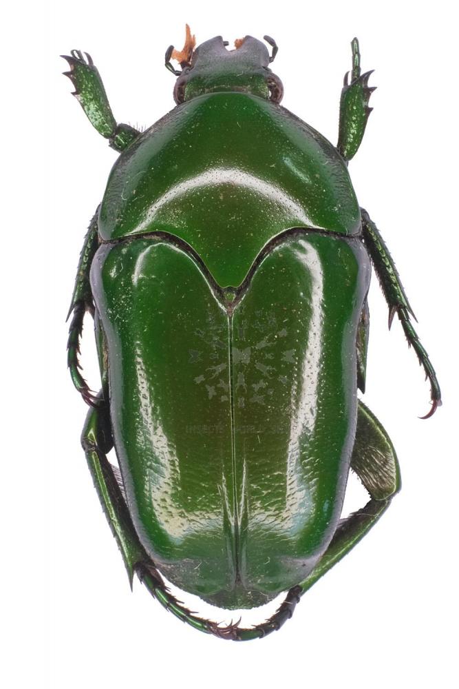 ISCHIOPSOPHA OLIVACEA Vente d'insectes du monde