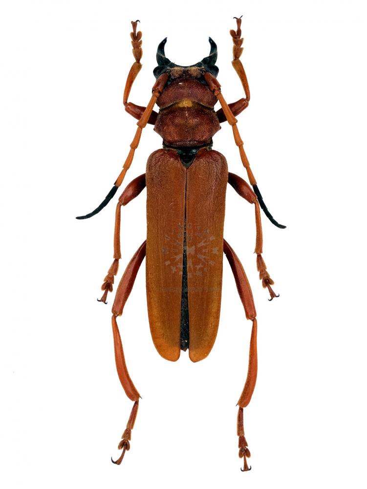 PARANDROCEPHALUS EVERSOR - InsectsWorldShop - Vente d'insectes du monde