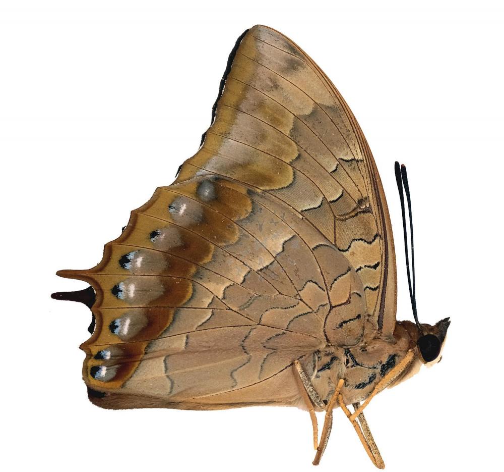 CHARAXES BERNARDUS ARDJANUS Vente d'insectes du monde