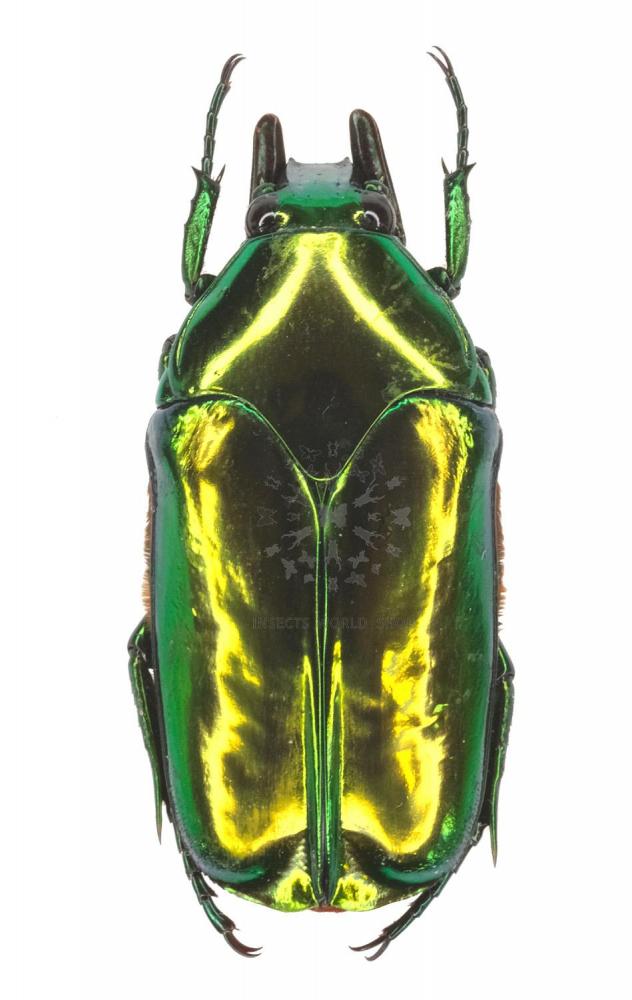 AGESTRATA LUZONICA - InsectsWorldShop - Vente d'insectes du monde