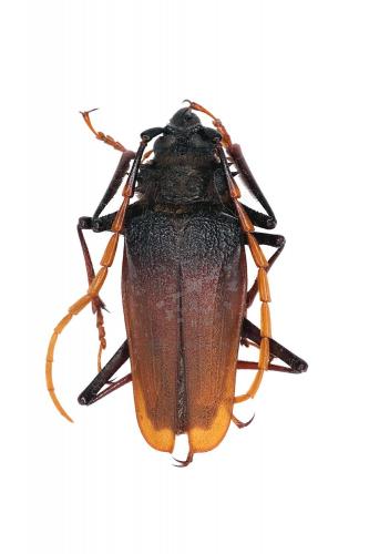 PSALIDOGNATHUS ANTONKOZLOVI Vente d'insectes du monde