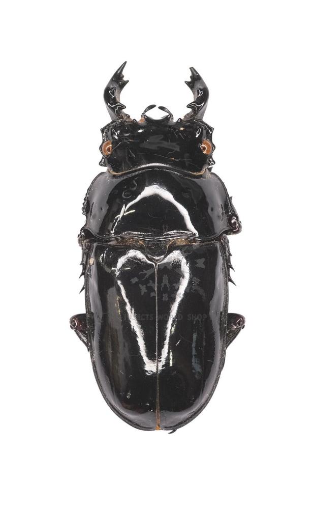 RDC Mesotopus karlwernei 81mm MESOTOPUS TARANDUS