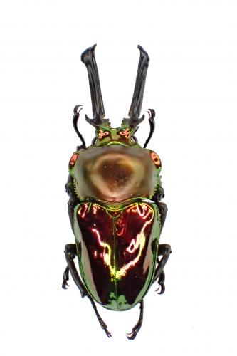 PHALACROGNATHUS MUELLERI - InsectsWorldShop - Vente d'insectes du monde