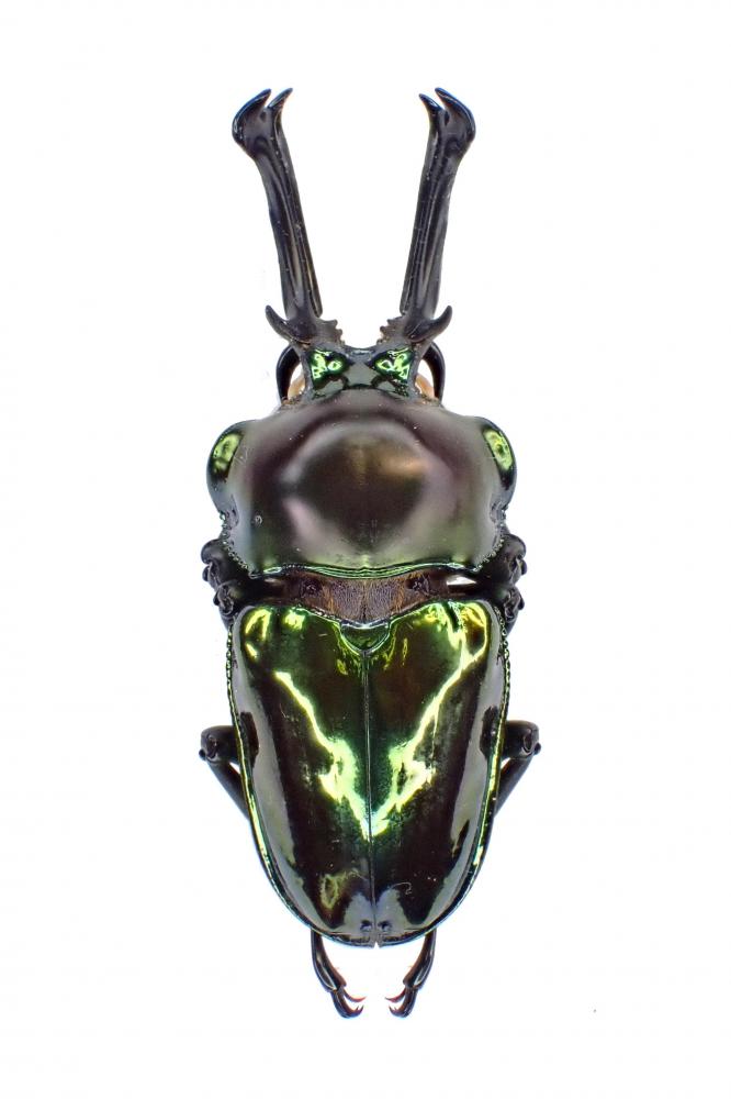 PHALACROGNATHUS MUELLERI - InsectsWorldShop - Vente d'insectes du monde