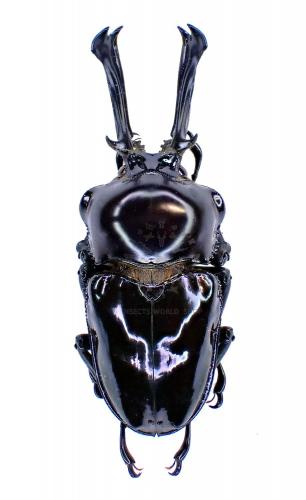 PHALACROGNATHUS MUELLERI - InsectsWorldShop - Vente d'insectes du monde