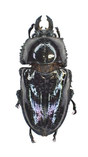 PHALACROGNATHUS MUELLERI - InsectsWorldShop - Vente d'insectes du monde