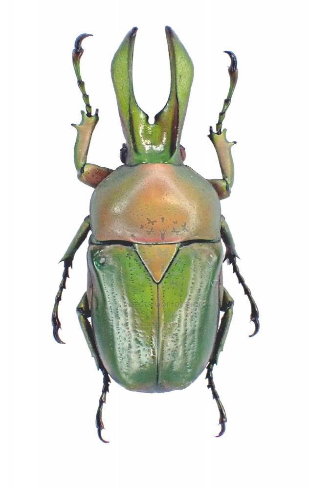 NARYCIUS OPALUS - InsectsWorldShop - Vente d'insectes du monde
