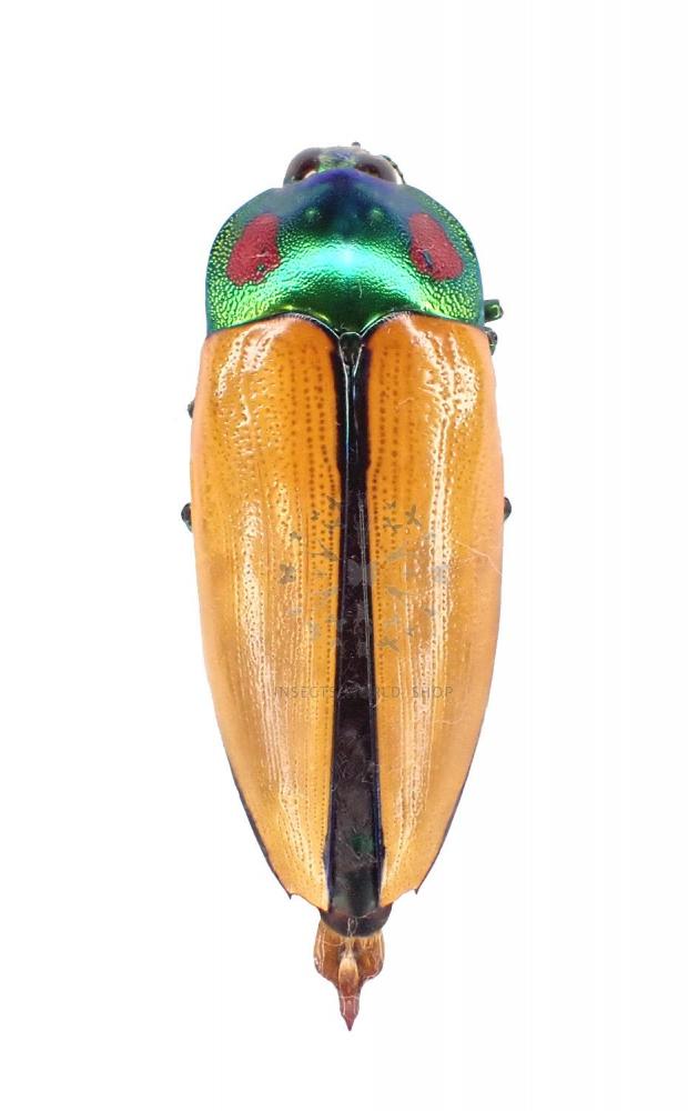 標本 Australia Calodema regale regale 41mm 標本 Australia Calodema regale regale 41mm Australia Calodema