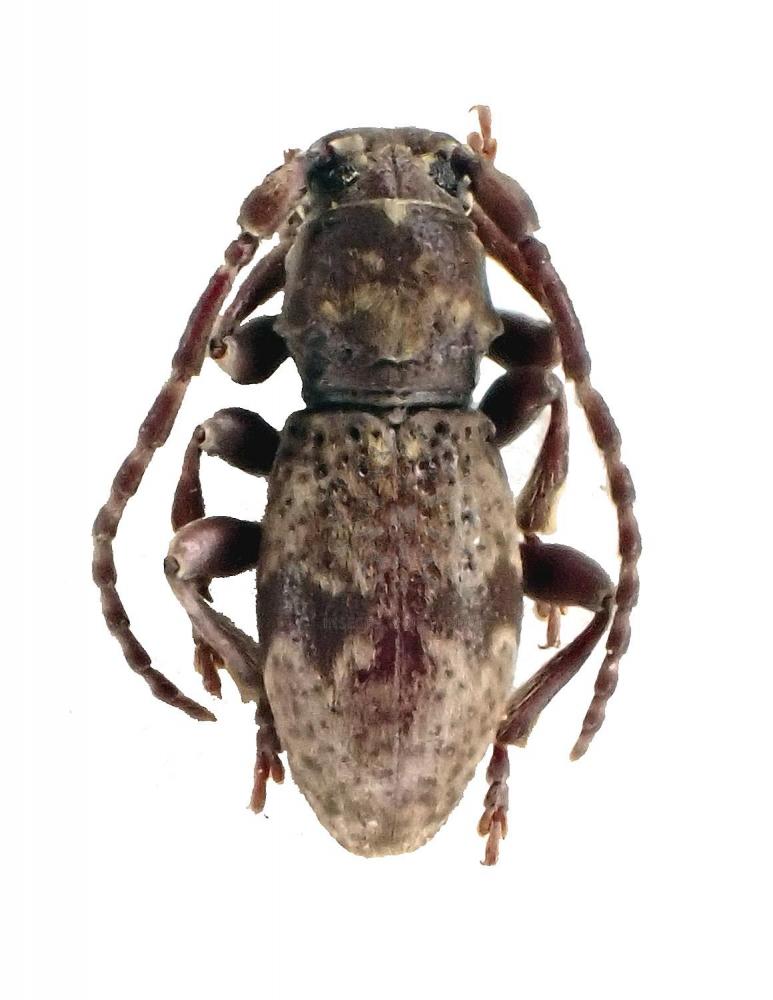 PARMENA MEREGALLII - InsectsWorldShop - Vente d'insectes du monde