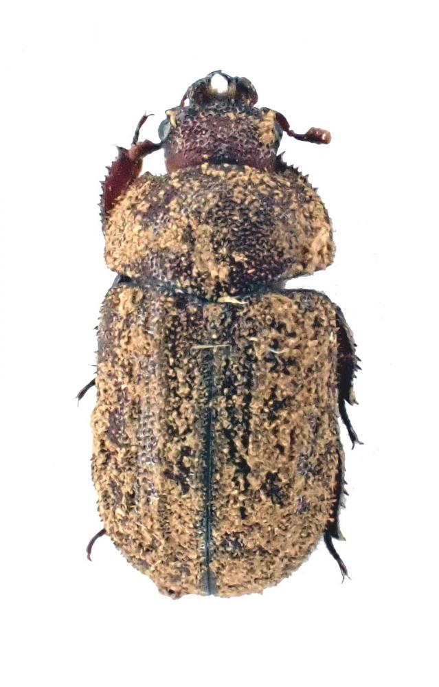 AESALUS SCARABAEOIDES - InsectsWorldShop - Vente d'insectes du monde