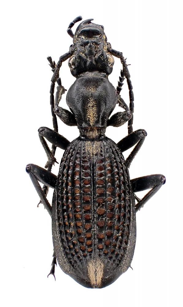 CYPHOLOBA ALVEOLATA RANZANII - InsectsWorldShop - Vente d'insectes du monde
