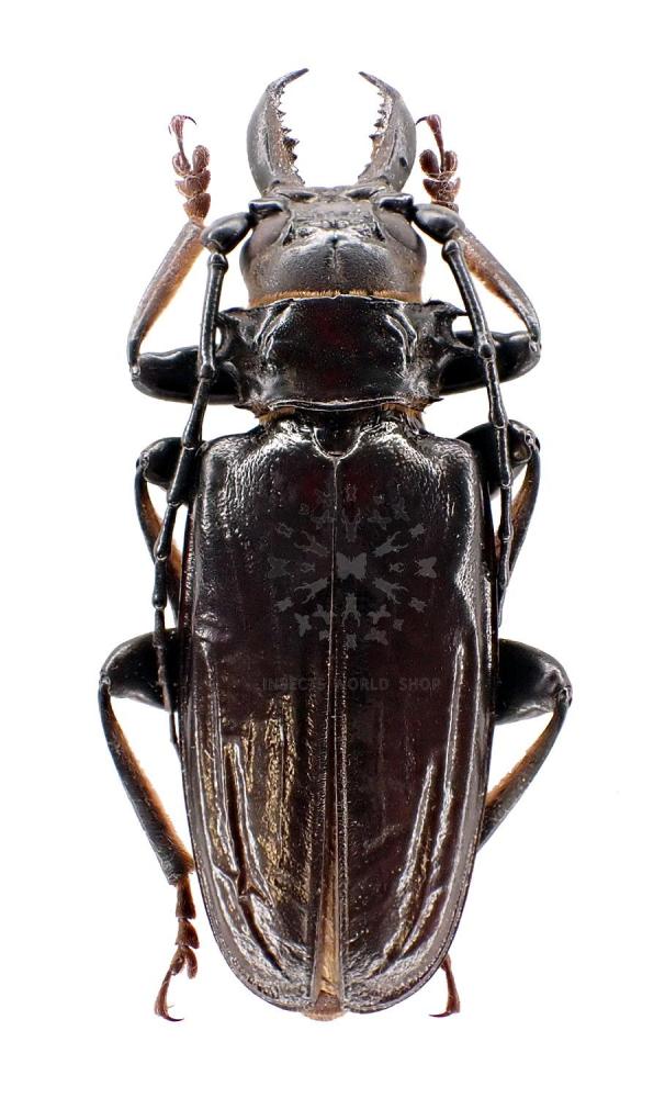 ANTHRACOCENTRUS BERINGEI - InsectsWorldShop - Vente d'insectes du monde