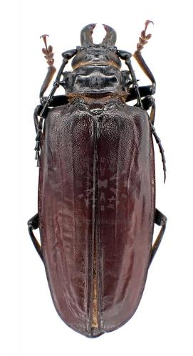 ANTHRACOCENTRUS BERINGEI - InsectsWorldShop - Vente d'insectes du monde