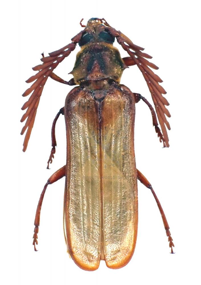 NEOCLOSTERUS LUJAE Vente d'insectes du monde