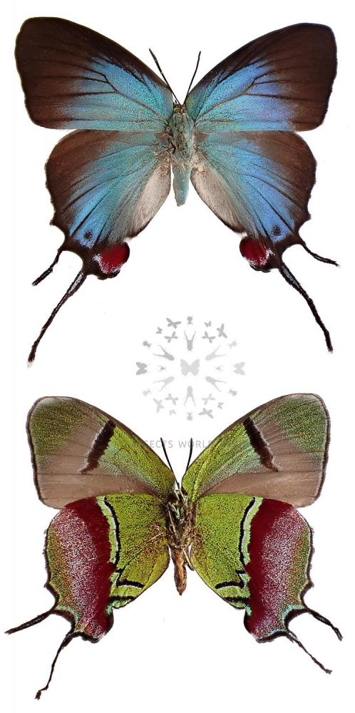 EVENUS REGALIS - InsectsWorldShop - Vente d'insectes du monde