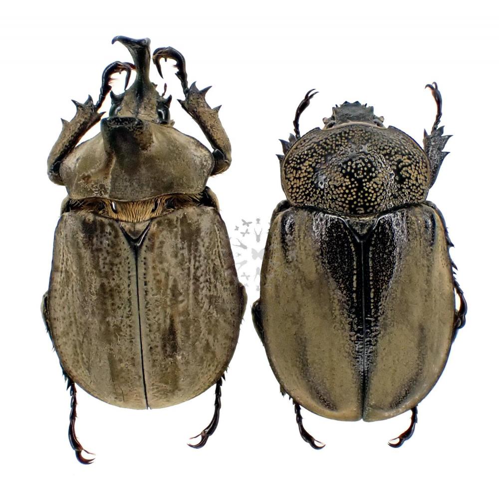 LYCOMEDES BURMEISTERI - InsectsWorldShop - Vente d'insectes du monde
