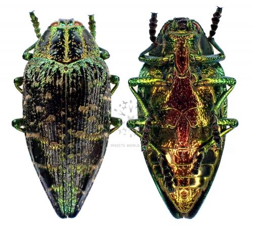 POLYBOTHRIS SUMPTUOSA SUMPTUOSA Vente d'insectes