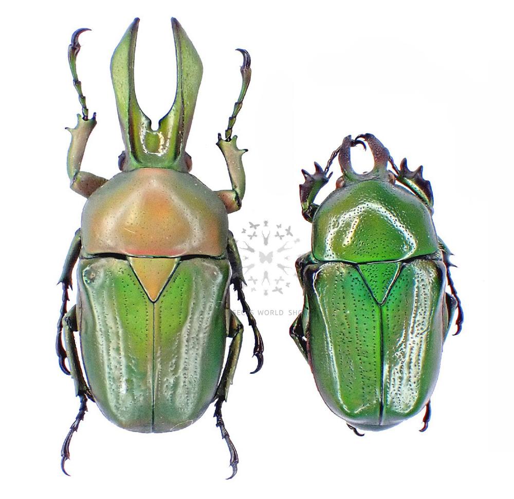 NARYCIUS OPALUS - InsectsWorldShop - Vente d'insectes du monde
