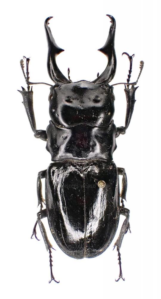 ODONTOLABIS KIKUCHII - InsectsWorldShop - Vente d'insectes