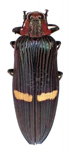 CATOXANTHA BONVOULOIRII - InsectsWorldShop - Vente d'insectes du monde
