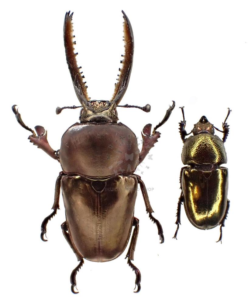 LAMPRIMA ADOLPHINAE - InsectsWorldShop - Vente d'insectes du monde