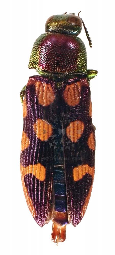 CASTIARINA VERSICOLOR - InsectsWorldShop - Vente d'insectes du monde