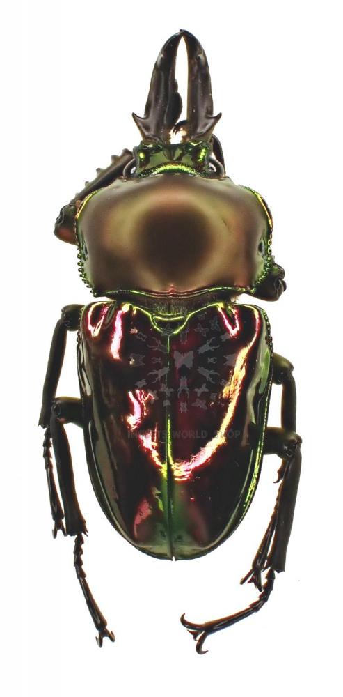 PHALACROGNATHUS MUELLERI - InsectsWorldShop - Vente d'insectes du monde