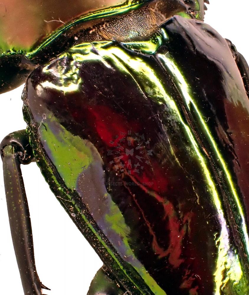 PHALACROGNATHUS MUELLERI - InsectsWorldShop - Vente d'insectes du monde
