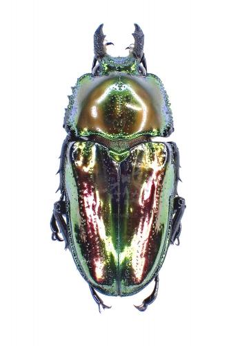 PHALACROGNATHUS MUELLERI - InsectsWorldShop - Vente d'insectes du monde