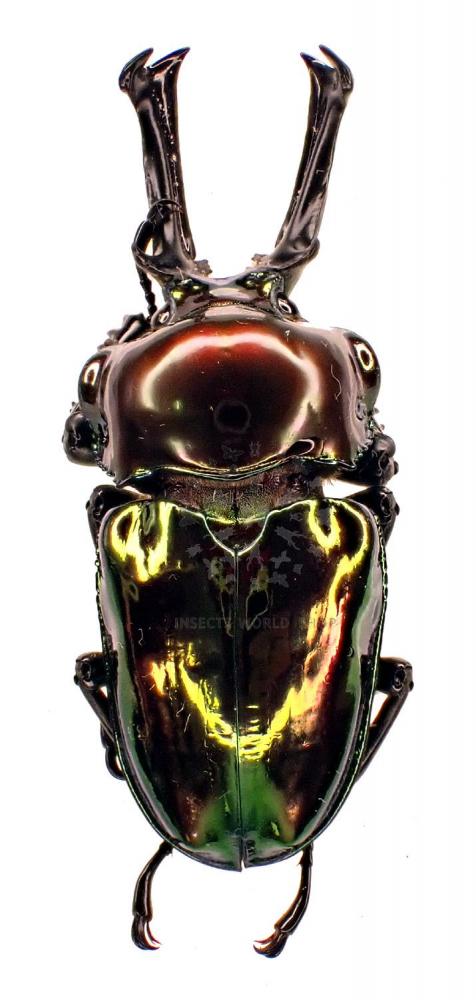 PHALACROGNATHUS MUELLERI - InsectsWorldShop - Vente d'insectes du monde