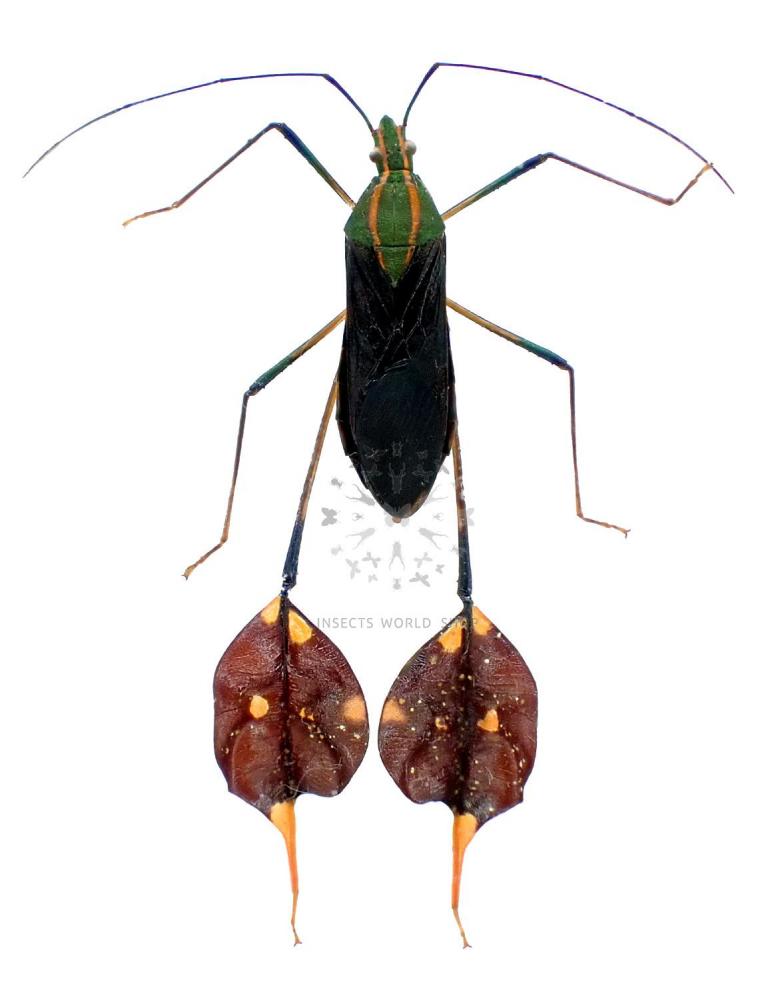 DIACTOR BILINEATUS - InsectsWorldShop - Vente d'insectes du monde