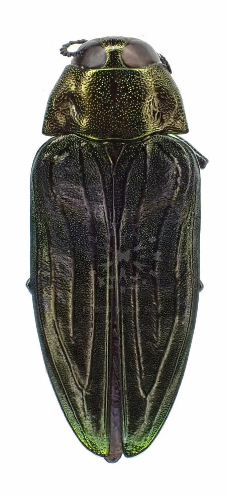 MEGACTENODES UNICOLOR MADERI - InsectsWorldShop - Vente d'insectes du monde